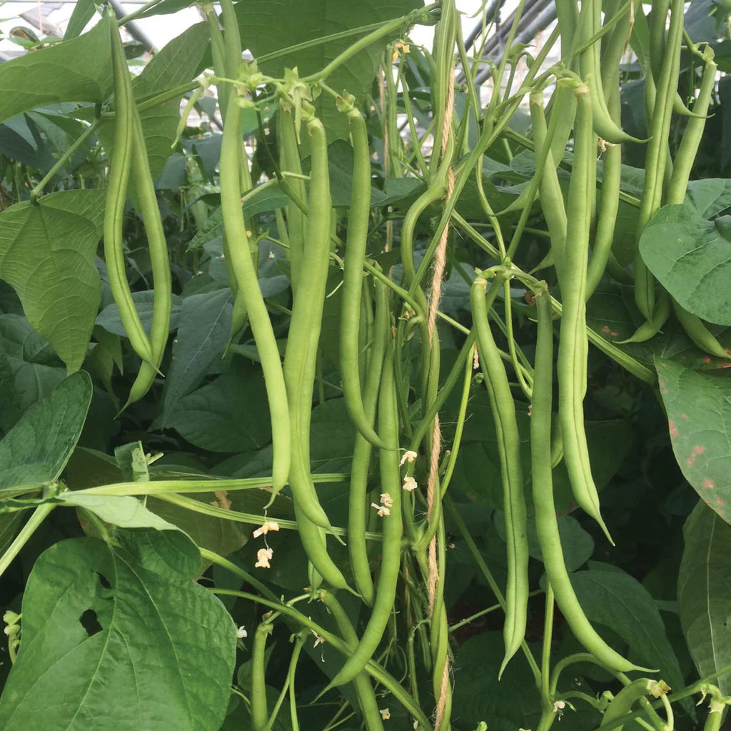 French Beans Climber Desi Vegetable Seeds (Bush Beans Climber - తీగ )