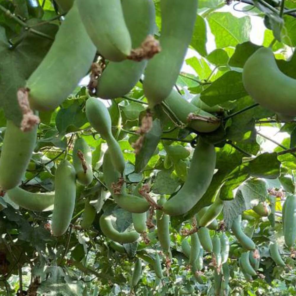 Ivy Gourd Stems (Bulb)