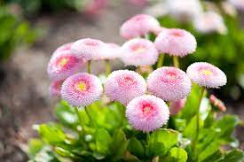 Bellis Perennis Pomponette Mixed (Daisy Belli)