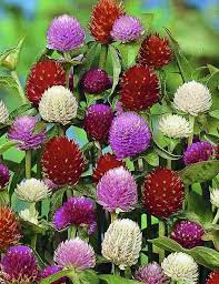 Gomphrena choice mix