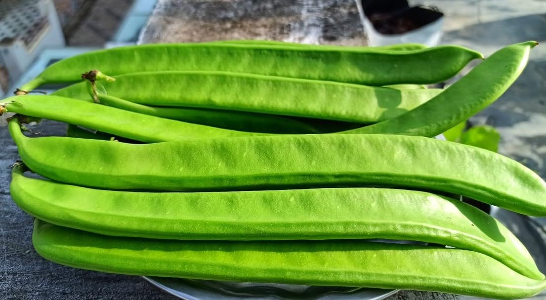 Sword Beans White (Chemmakaya) Desi Vegetable Seeds