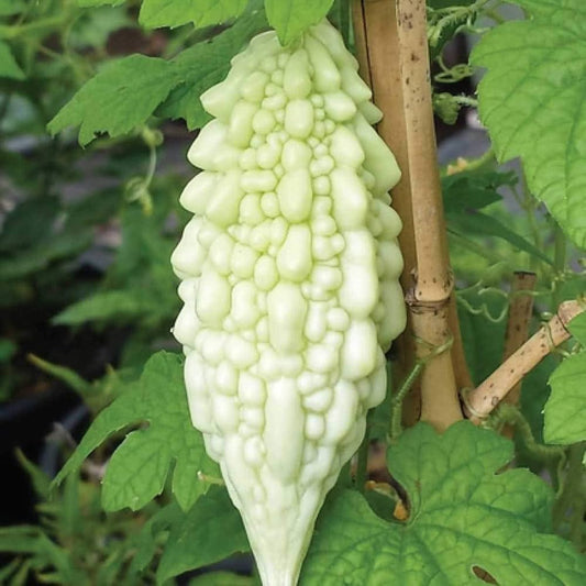 Bitter Gourd White Desi Vegetable Seeds