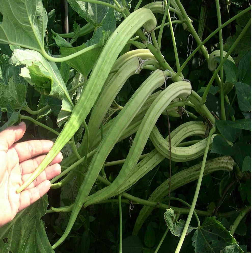 Elephant Tusk Okra(Benda) Desi Vegetable Seed – SamsGardenStore