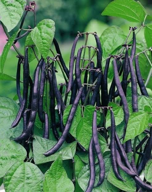 Purple Beans (పర్పుల్ చిక్కుడు) / Native