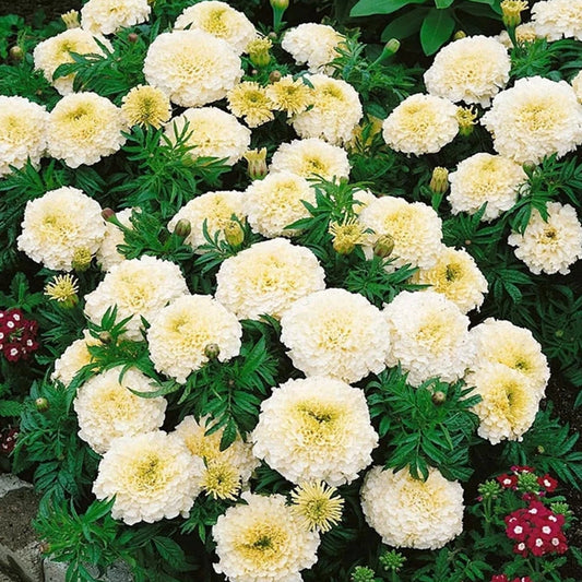 African Marigold F2 White