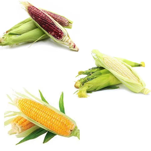 All Types Of Corns Combo Pack of 3 Verities