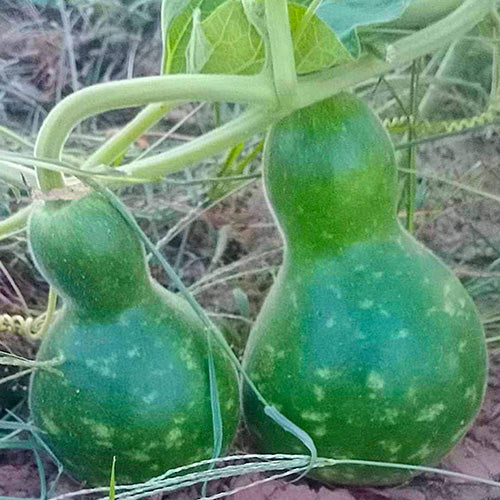 Bottle gourd small (Kumbha)