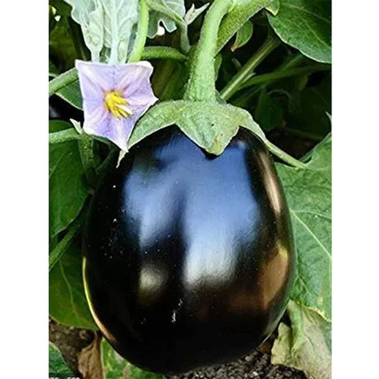 Brinjal Black Beauty Seeds ( Vankaya )