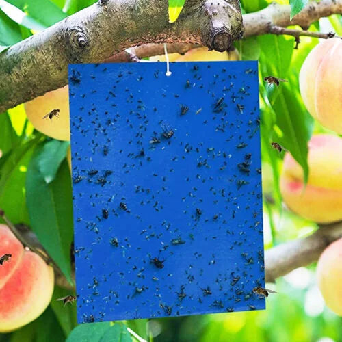 Blue Sticky Traps – Stick-a-Fly – For Insects (Pack of 3)