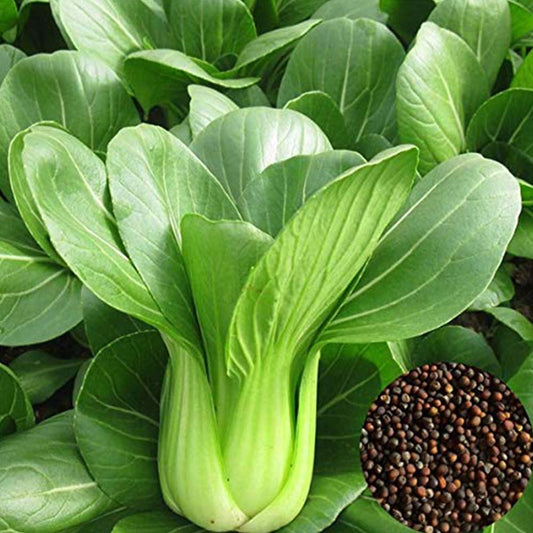 Bok Choy Desi Vegetable Seeds (Pakchoi – Leafy Vegetable)