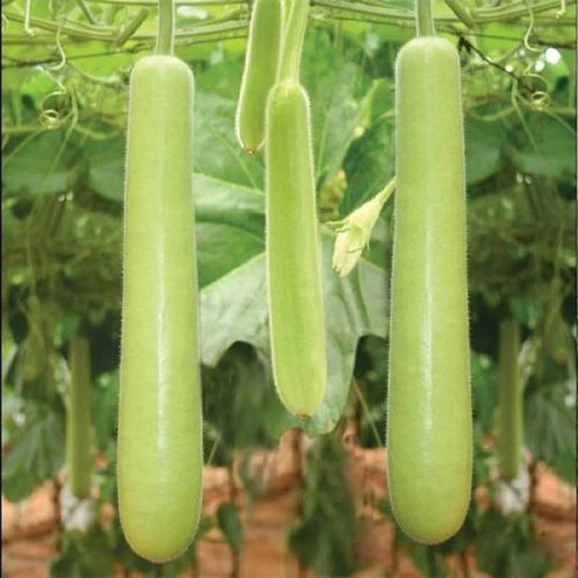 Bottle Gourd Long (Sorakaya) Desi Vegetable Seeds