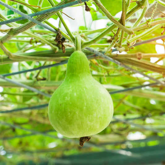 Bottle Gourd Small (Sorakaya) Desi Vegetable Seeds