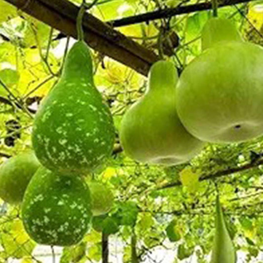 Bottle gourd small (Kumbha)