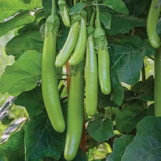 Brinjal Green Long (Desi Vegetable Seeds) ( Vankaya )