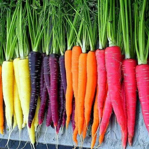 Buy All Types Of Carrots Combo Pack of 4 Seeds