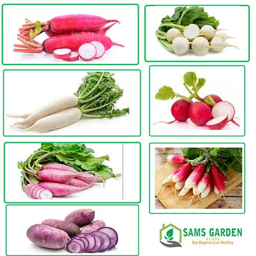 Buy All Types Of Radish Verities (Combo Pack of 6 Verities) ( Mullangi )