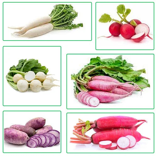 Buy All Types Of Radish Verities (Combo Pack of 6 Verities) ( Mullangi )