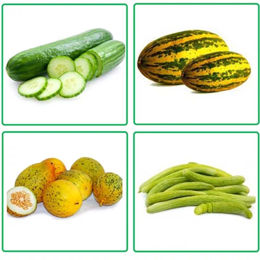 Buy All Types Of Cucumbers Seeds Combo Pack of 5 Verities ( Dosakaya )