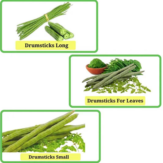 Buy All Types Of Drumsticks Combo Pack of 3 Seeds ( Munagakayalu )