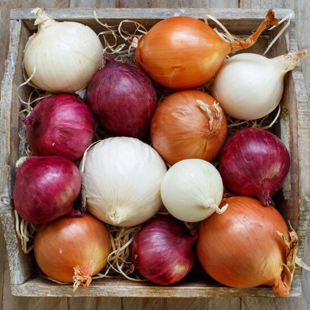 Buy All Types Of Onions Combo Pack of 4 Seeds