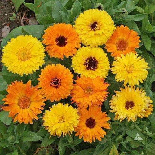 Calendula Fg Mix flower