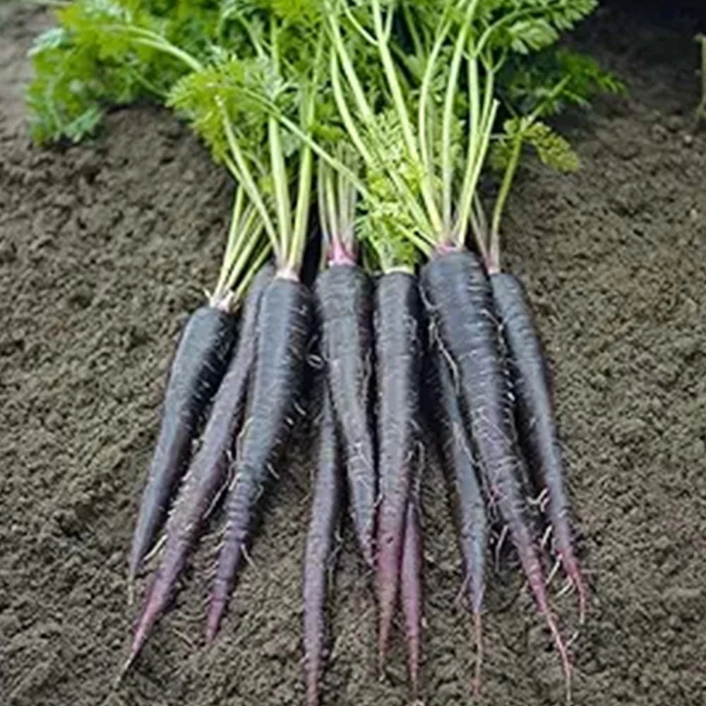 Carrot Black Seeds (Desi)