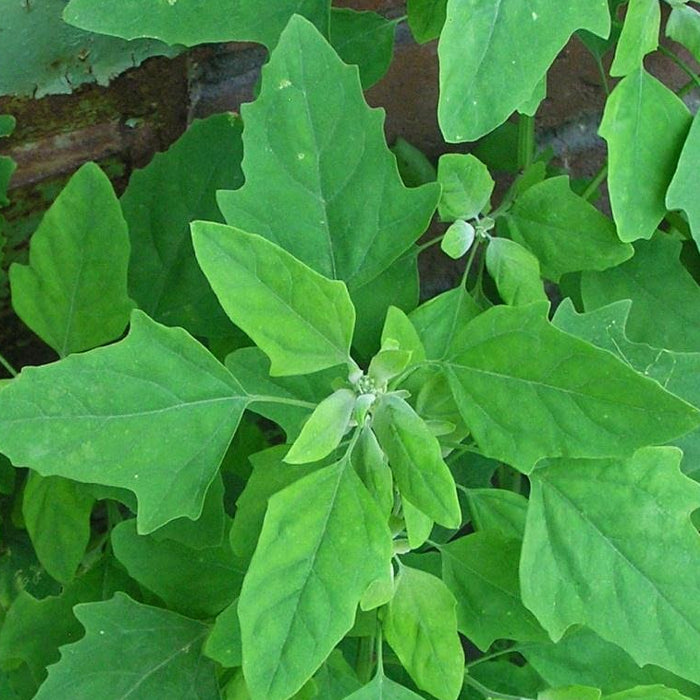 Bathuya, Bathua (Chenopodium) Desi Vegetable Seeds ( బతువా )