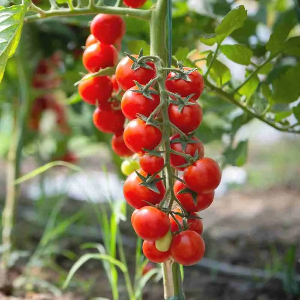 Small Cherry Tomato (Desi)