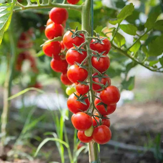 Small Cherry Tomato (Desi)