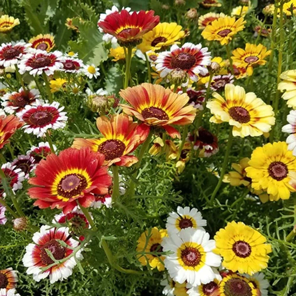 Chrysanthemum carinatum