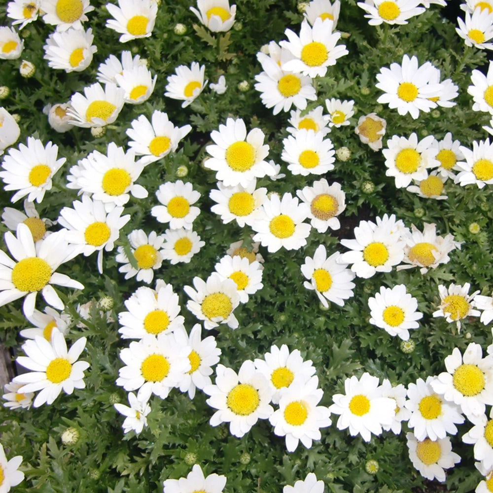 Chrysanthemum Paludosum White