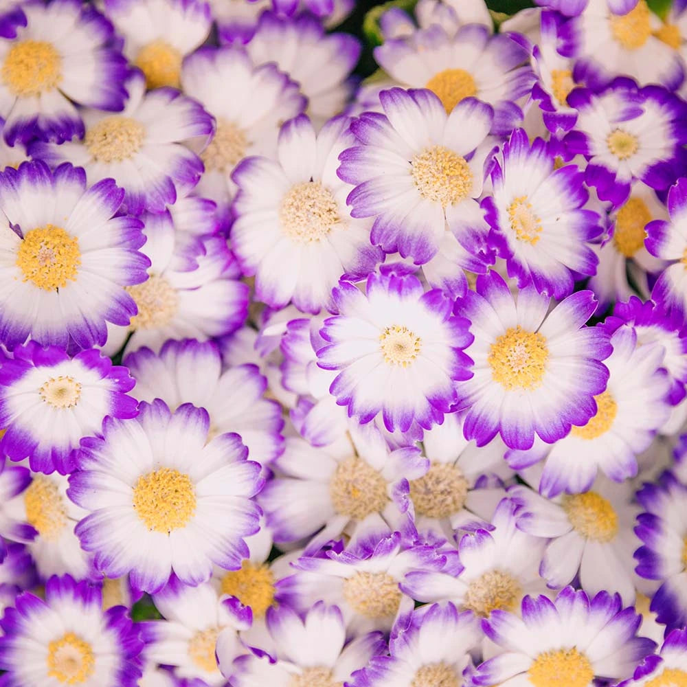 Cineraria Hansa Mix