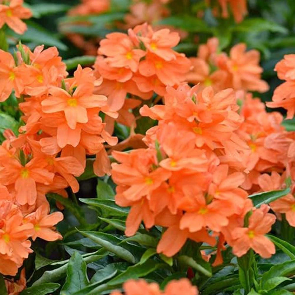 Buy Crossandra (Kanakambaram) Seeds | Sam’s Garden – Sams Garden Store