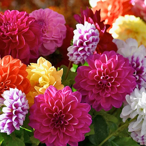 Dahlia Big Flower Bulbs (Pack Of 2)