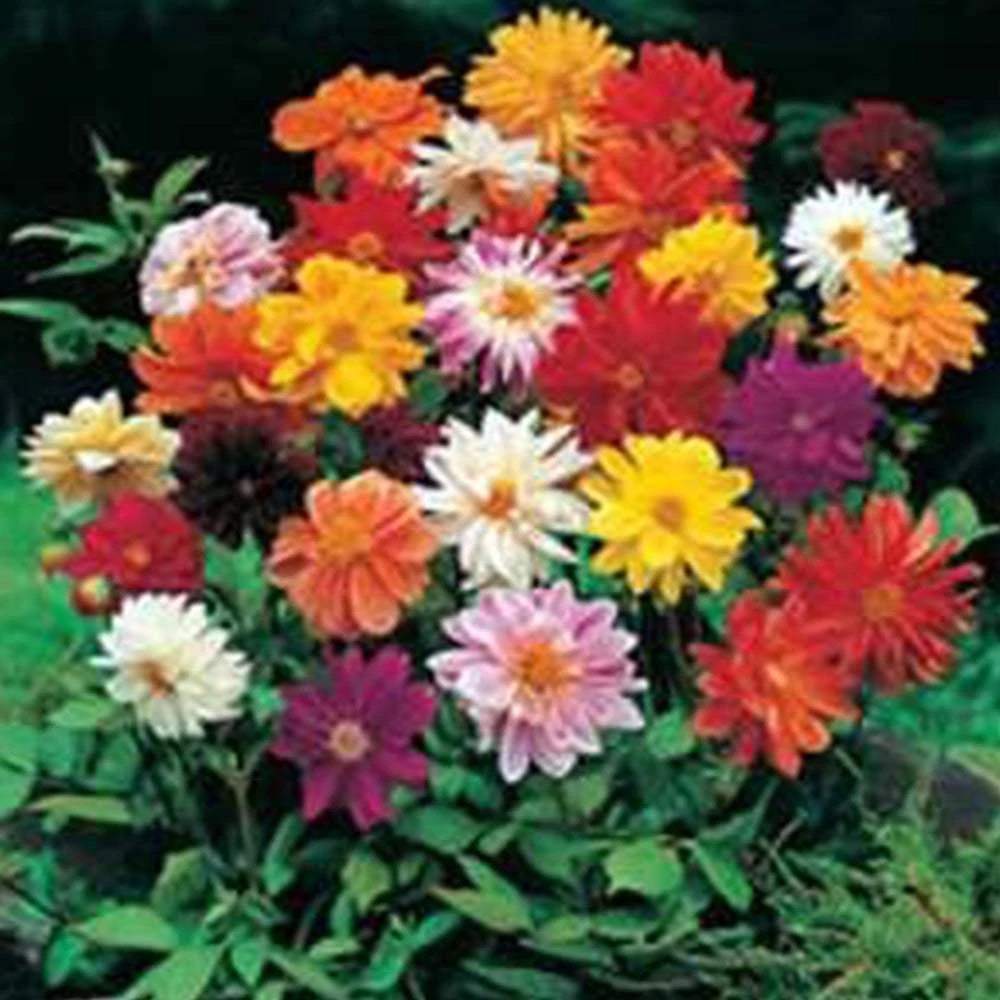 Dahlia Variabillis Figaro Type Imperial Mixed