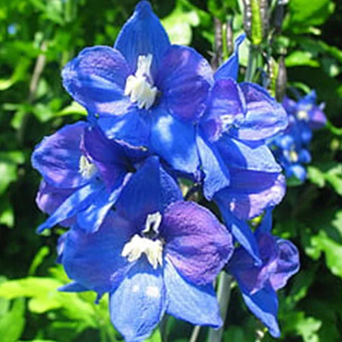 Delphinium Consolida Imperial Mix