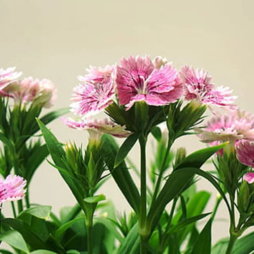 Dianthus Carnation Chabaud Mix