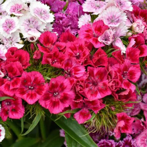 Dianthus baby doll