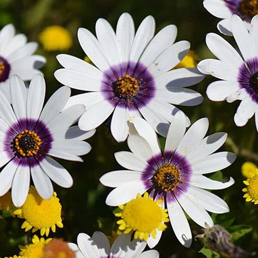 Dimorphotheca Glistening White ( BCS )