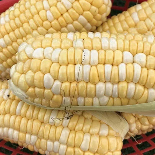 Double Colour Corn Seeds