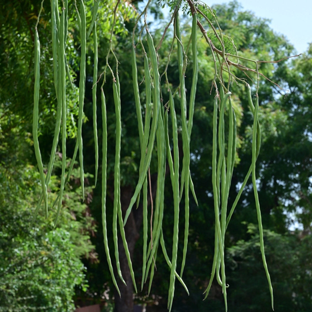 Drumsticks Long Seeds ( Munagakayalu )