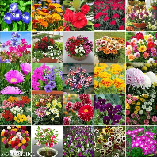 Buy All Types of Flower Seeds Combo Pack of 20+ Verities