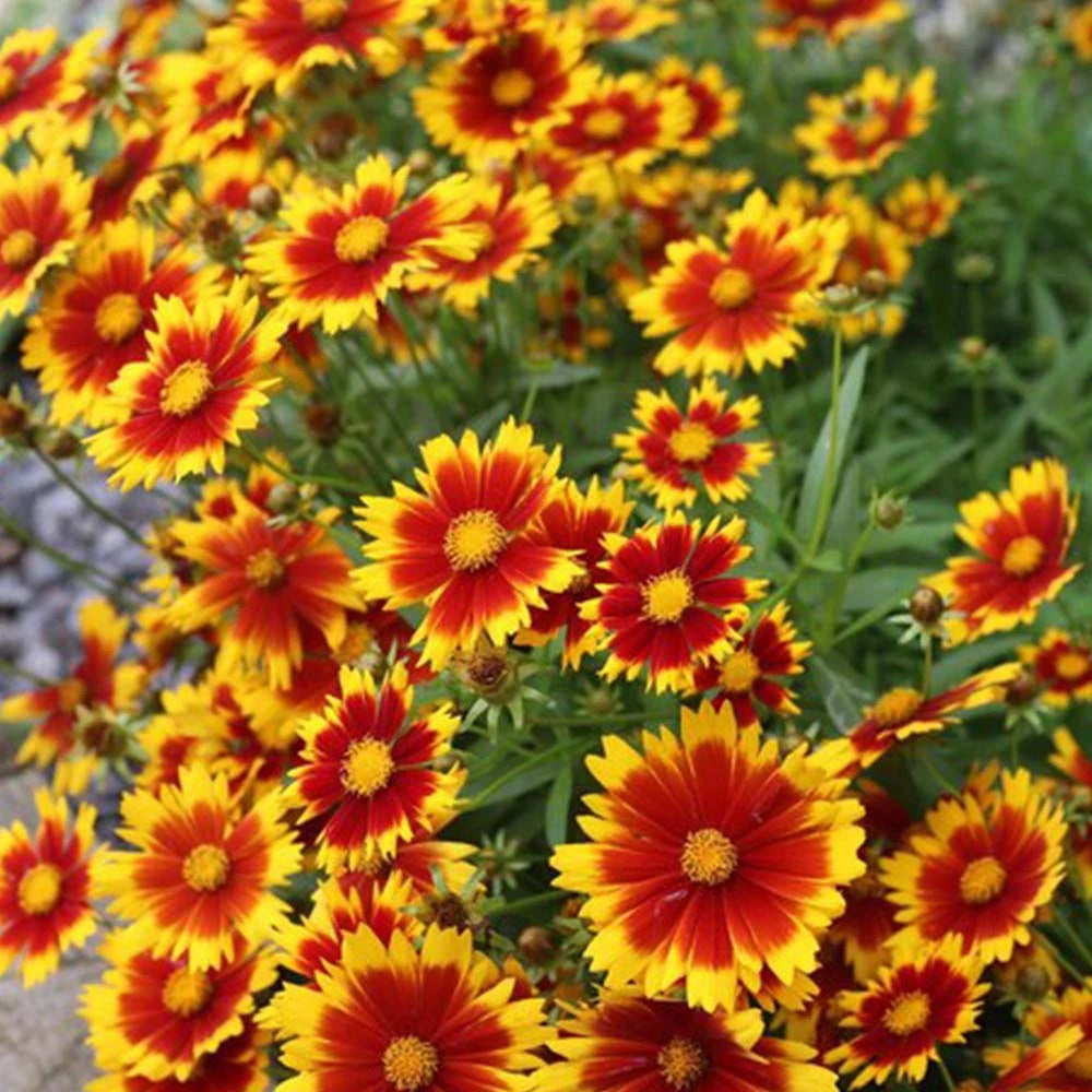 Gaillardia Aristata Mix