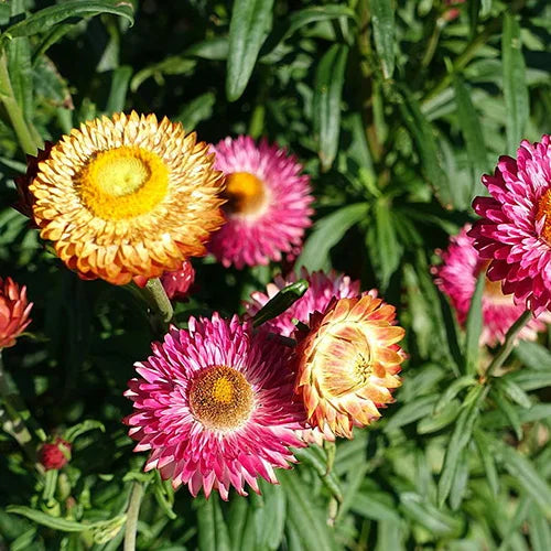 Helichrysum Mix