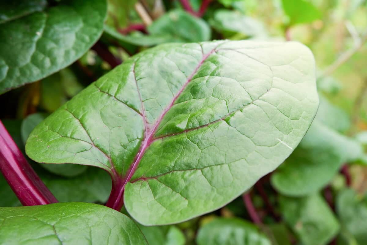 Red Malabar Spinach Seeds ( Bachalakura )