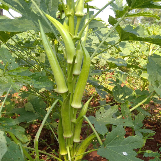 Okra Sree Seeds (Desi) (Smooth & Long) ( Bendakaya )