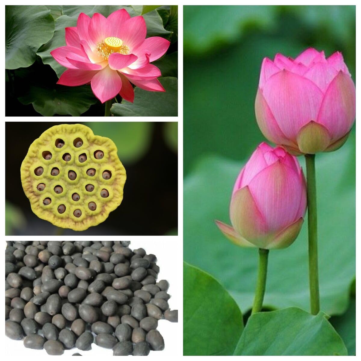 Lotus Mix