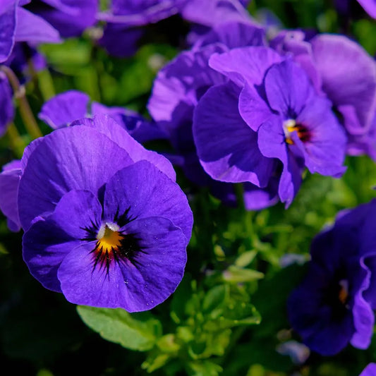 Petunia N/C mix