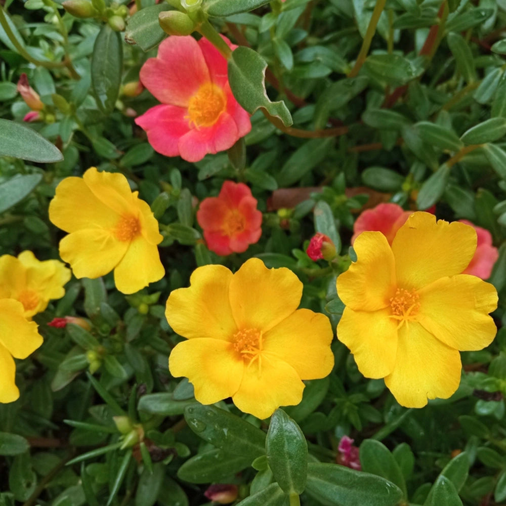 Portulaca Grandiflora Dbl Mix