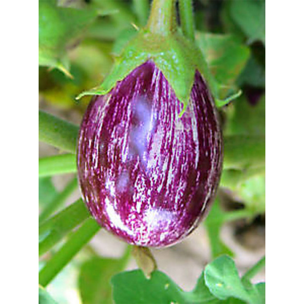 Purple Throne Brinjal Seeds (Desi) ( Vankaya )